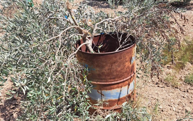 Colonists Sabotage 60 Olive Trees in Ras Karkar Village / Ramallah governorate