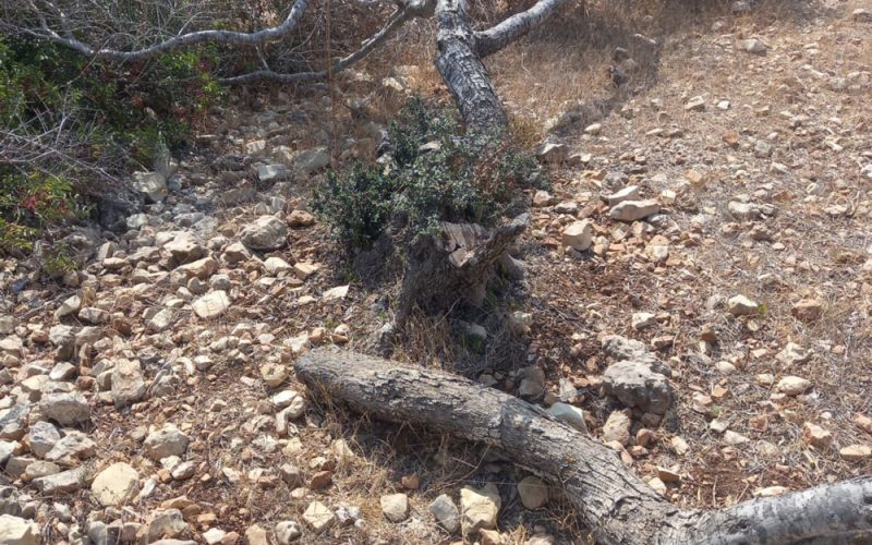 قطع وتخريب تسعة أشجار زيتون في قرية المزرعة الغربية / محافظة رام الله