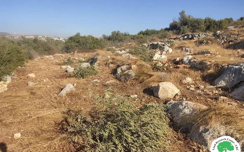 Colonists Uproot 30 Olive Saplings in Haris village / Salfit governorate