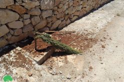Jewish settlers cut down 35 fruitful trees in Khirbet Abu Falah, Ramallah Governorate