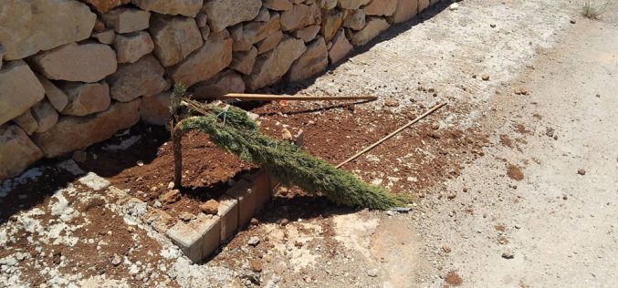 Jewish settlers cut down 35 fruitful trees in Khirbet Abu Falah, Ramallah Governorate