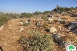 Colonists Uproot 30 Olive Saplings in Haris village / Salfit governorate
