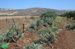 Settlers destroy 13 olive trees in the town of Turmusaya, in Ramallah Governorate