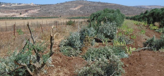 المستعمرون يتلفون 13 شجرة زيتون في بلدة ترمسعيا بمحافظة رام الله