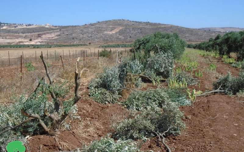 المستعمرون يتلفون 13 شجرة زيتون في بلدة ترمسعيا بمحافظة رام الله