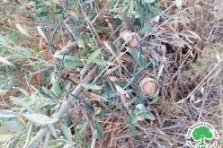    مستعمرو “شيفوت راحيل” يقطعون 25 شجرة زيتون من أراضي قرية قريوت / محافظة نابلس