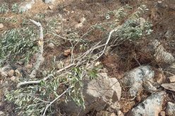 Colonists Uproot Olive Trees from Citizens Lands in Qarawat Bani Hassan / Salfit Governorate