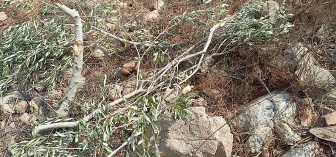 مستعمرون يقطعون أشجار زيتون من حقول المواطنين في قرية قراوة بني حسان / محافظة سلفيت