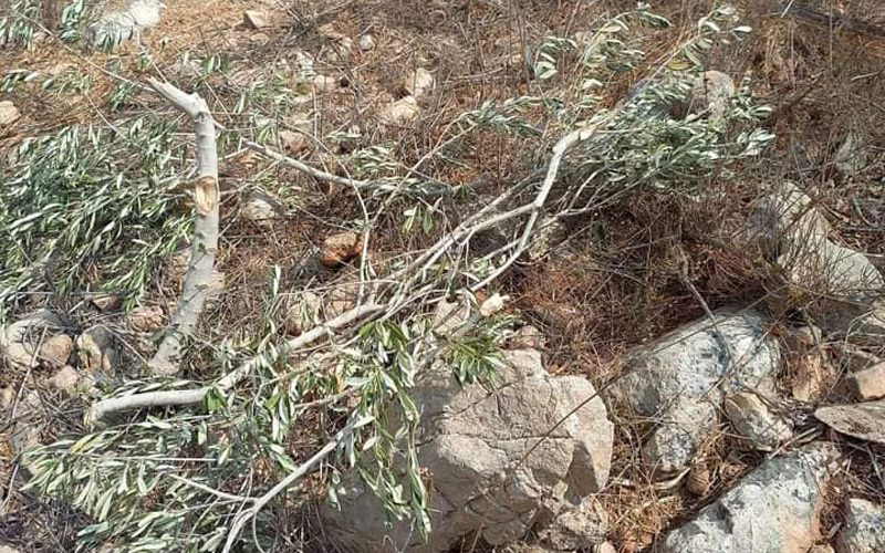 Colonists Uproot Olive Trees from Citizens Lands in Qarawat Bani Hassan / Salfit Governorate