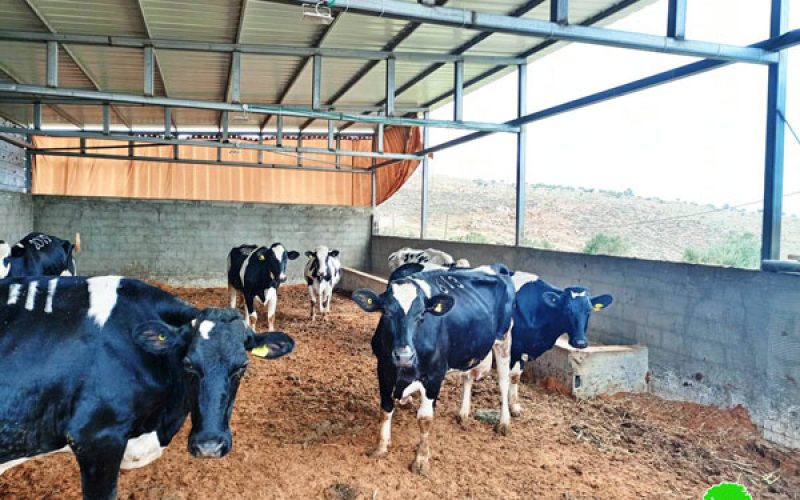 إخطار بوقف العمل والبناء في مزرعة أبقار بقرية دوما جنوب نابلس