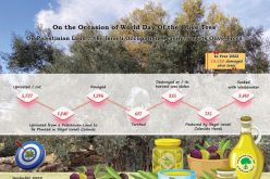 FACTSHEET: The World Day of the Olive Tree