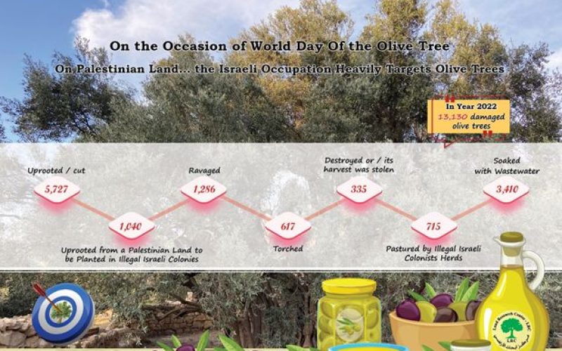 FACTSHEET: The World Day of the Olive Tree