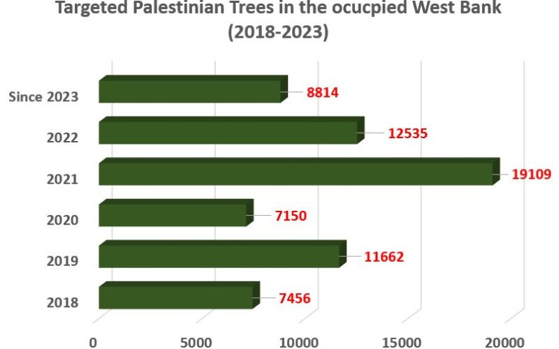 Olive Tree Production in occupied Palestine Amidst Israeli occupation and climate change