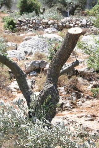 Ecocide in Beit Jala … Again !!!
