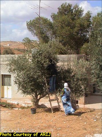 Olive Harvest in Palestine. Another Season, Another Anguish