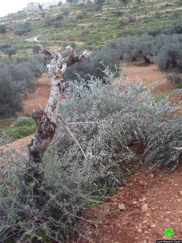 Israeli Colonists Uproot Olive Trees in Burqa – Ramallah Governorate