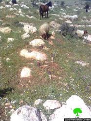 Turning Palestinian Residences into Training Facilities