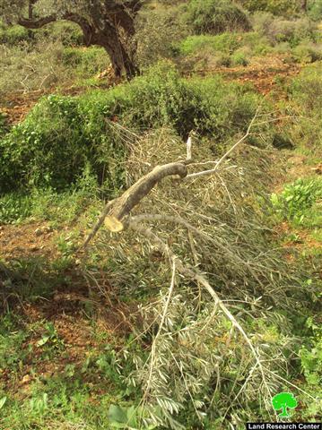 Ravaging 100 Trees in Bitillo