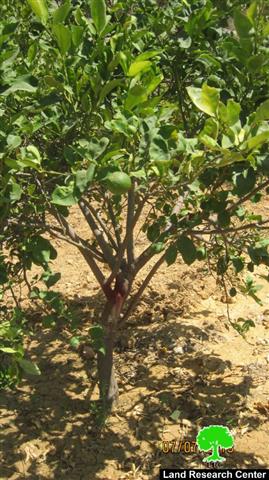 Marking 2268 Olive and Citrus Trees for Removal in Salfit
