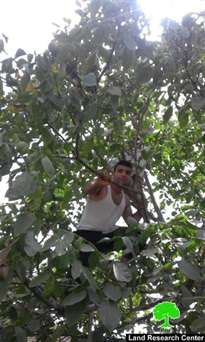 The Israeli Occupation Forces sweep a plot and uproot trees in Al-Arrub camp