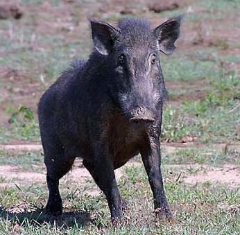 Wild Boars in West Bank Causing Damage to Palestinian Villages and Farms