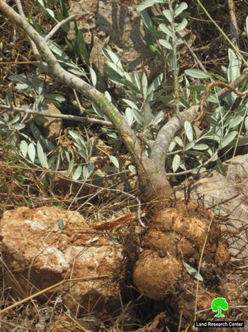 The Israeli Occupation Uproots 300 Olive Seedlings in Wadi Qana – Salfit Governorate