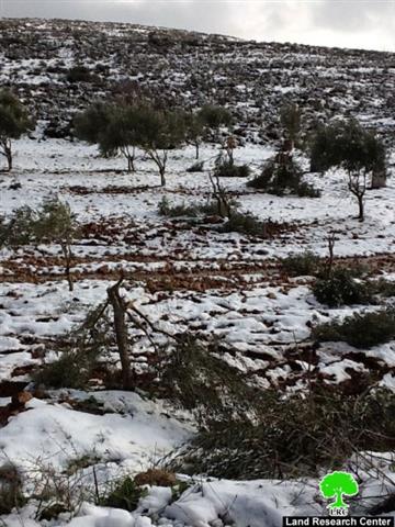 Ravaging 163 Olive Trees in Qusra