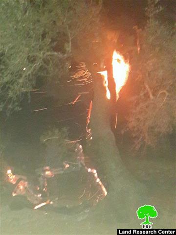 Roman olive trees torched in Quryut