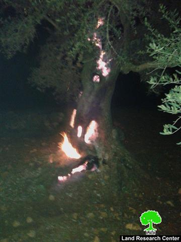 حرق أشجار زيتون رومية في قرية قريوت