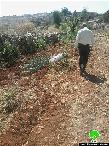 223 olive trees sabotaged and cut off in Huwara