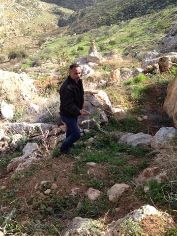 مستعمرو مستعمرة ” ايتمار” يقطعون 50 شتلة زيتون في بلدة عقربا