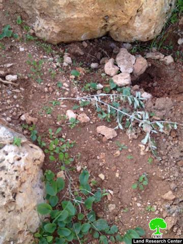 Itamar colonists cut down 50olive saplings in Aqraba