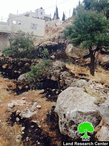 الاحتلال الإسرائيلي يتسبب في إحراق 11 شجرة لوزيات في قرية المغير