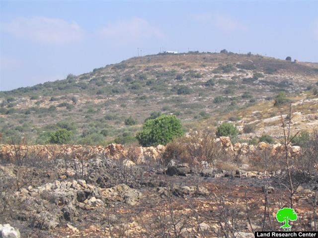 Hundreds of olive trees burned by Israeli settlers in Jinsafut Village