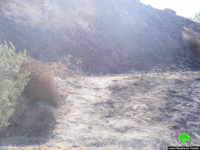 Settlers’ war of arson continued against Palestinian land in the occupied West Bank
