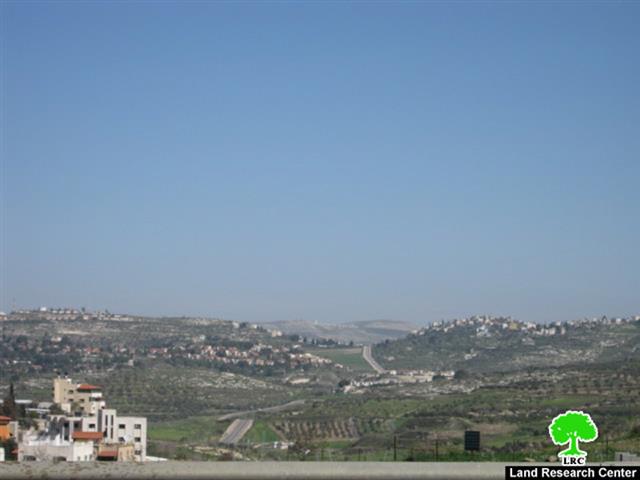 Israeli Colonists Uproot Tens of Olive Seedlings in Kafr Kaddum village