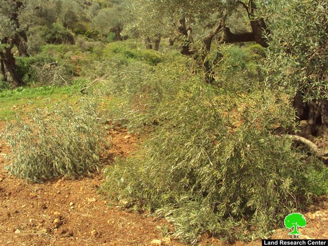 Cutting 75 Olive trees in Bitillo village