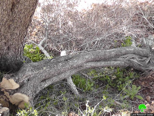 Israeli colonists Chop 40 Trees in Qaryut
