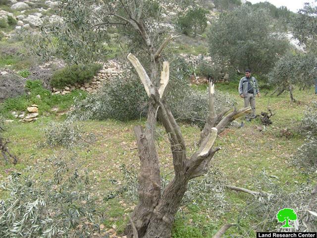 Colonists Ravage Trees in Beit Ummar