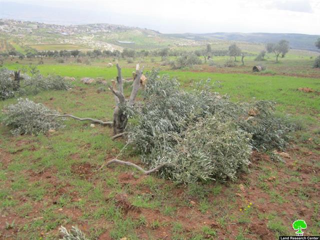 Ravaging 250 Olive Trees in Bitillo