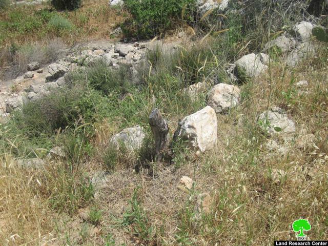Ravaging 20 Olive Trees in Shufa