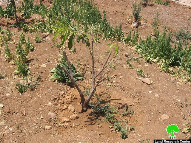 Attacking Trees in Qinan Jaber