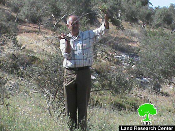 Ravaging 267 Olive Seedlings in Aqraba