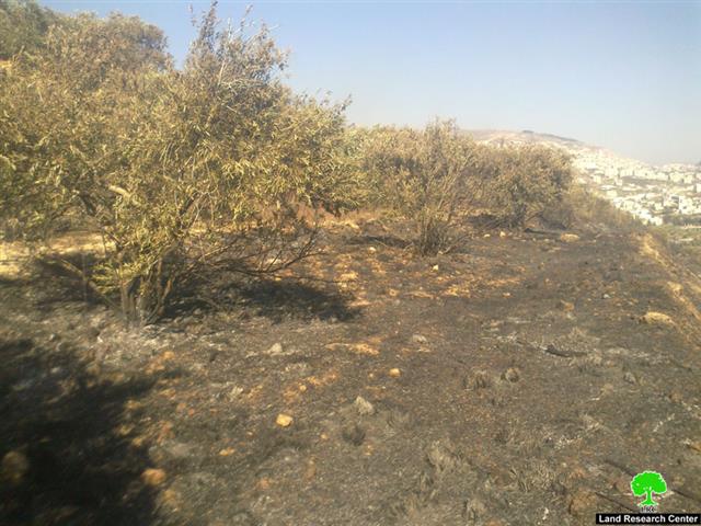 Setting 78 Olive Trees Alight