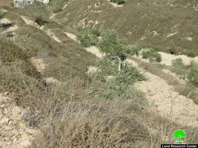 Ravaging 17 Olive Trees in Khallet Siwar, Burin Village – Nablus Governorate