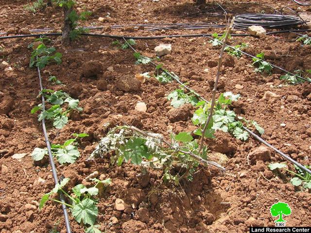 مصادرة  شبكات ري وتخريب مزروعات في البقعة