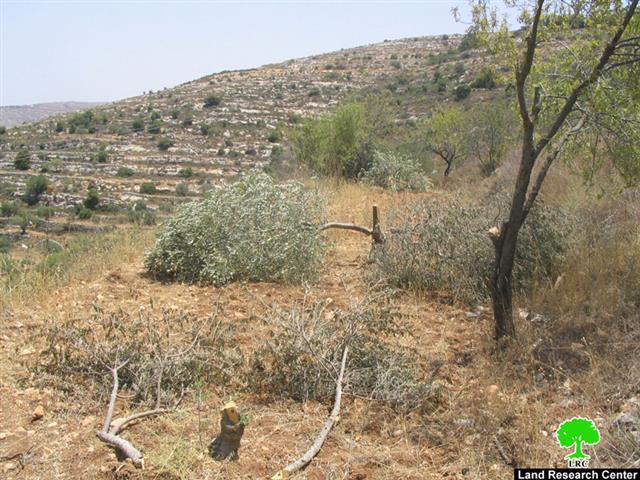 اقتلاع 71 غرسة زيتون في قرية بورين