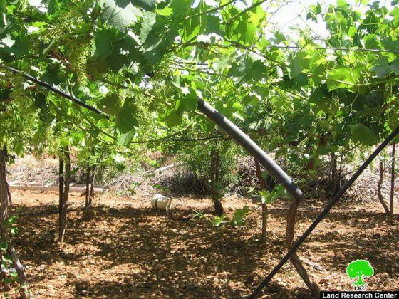 Confiscation of Irrigation Networks in Al Baq’a area