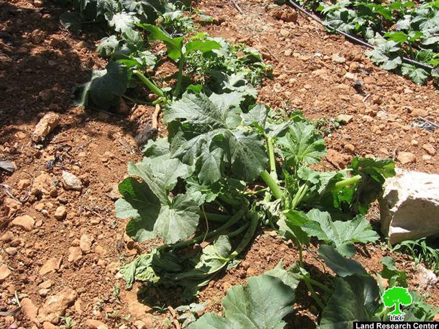 للمرة الثانية هذا الشهر, الاحتلال يصادر شبكات الري من أراضي حي البقعة