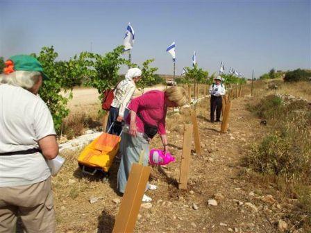 Colonists plant Olive Seedlings in Palestinian Private Property